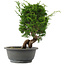 Juniperus chinensis, 27,5 cm, ± 15 jaar oud