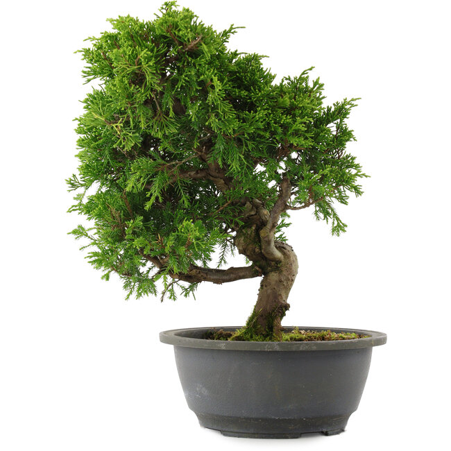 Juniperus chinensis, 30 cm, ± 15 jaar oud