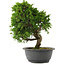 Juniperus chinensis, 30 cm, ± 15 ans