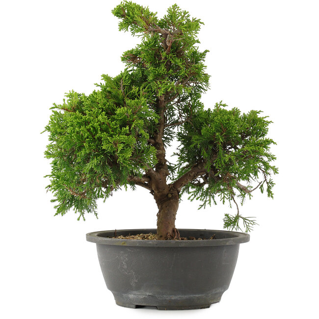 Juniperus chinensis, 29 cm, ± 15 years old