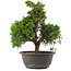 Juniperus chinensis, 29 cm, ± 15 jaar oud