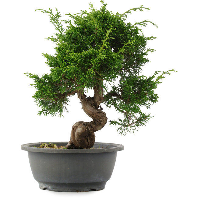 Juniperus chinensis, 27,5 cm, ± 15 jaar oud