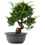 Juniperus chinensis, 27,5 cm, ± 15 jaar oud