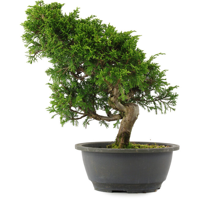 Juniperus chinensis, 30 cm, ± 15 años