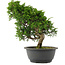 Juniperus chinensis, 30 cm, ± 15 jaar oud
