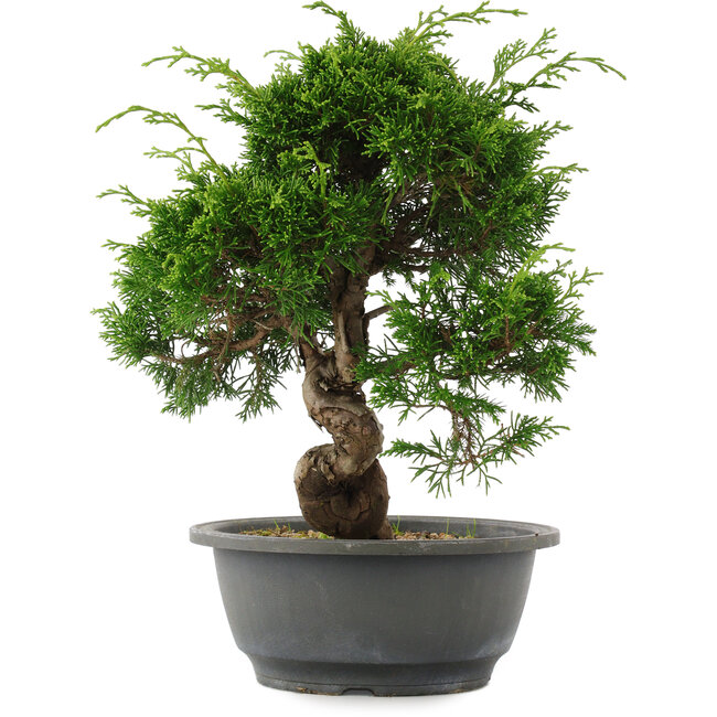 Juniperus chinensis, 27,5 cm, ± 15 años