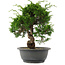 Juniperus chinensis, 27,5 cm, ± 15 jaar oud