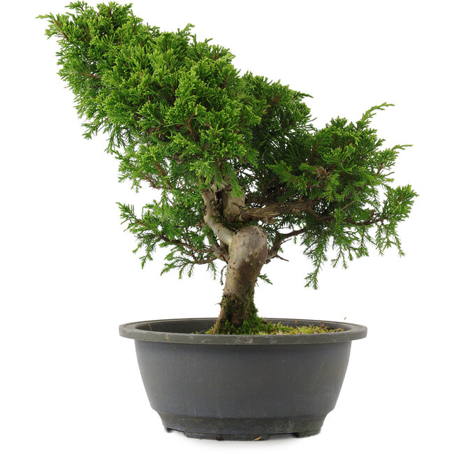 Juniperus chinensis, 30 cm, ± 15 years old