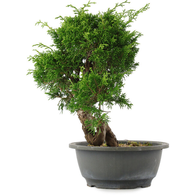 Juniperus chinensis, 27,5 cm, ± 15 Jahre alt