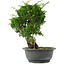 Juniperus chinensis, 27,5 cm, ± 15 jaar oud