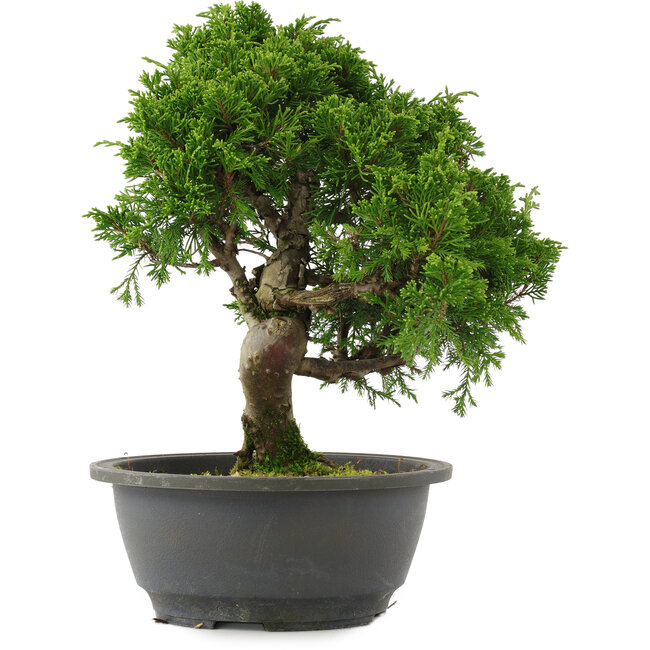 Juniperus chinensis, 30 cm, ± 15 jaar oud