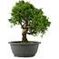 Juniperus chinensis, 30 cm, ± 15 jaar oud