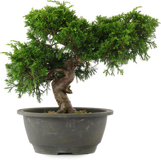 Juniperus chinensis, 22 cm, ± 15 jaar oud