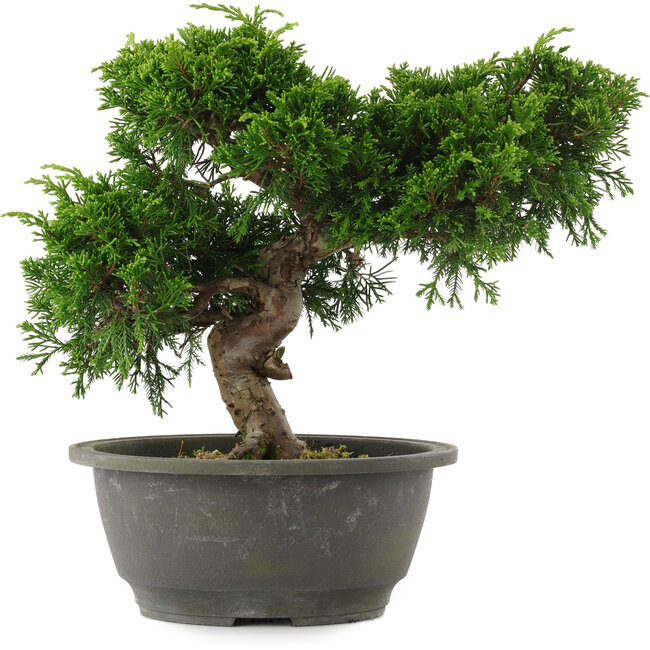 Juniperus chinensis, 22 cm, ± 15 jaar oud