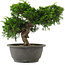 Juniperus chinensis, 22 cm, ± 15 jaar oud