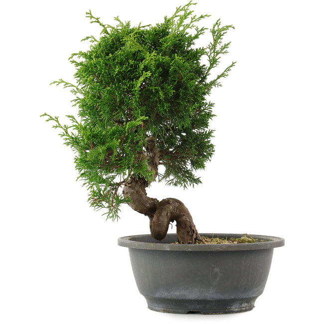 Juniperus chinensis, 27,5 cm, ± 15 años