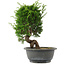 Juniperus chinensis, 27,5 cm, ± 15 jaar oud