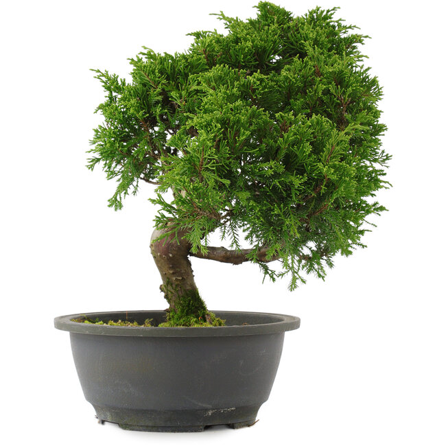 Juniperus chinensis, 30 cm, ± 15 años