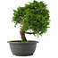 Juniperus chinensis, 30 cm, ± 15 jaar oud