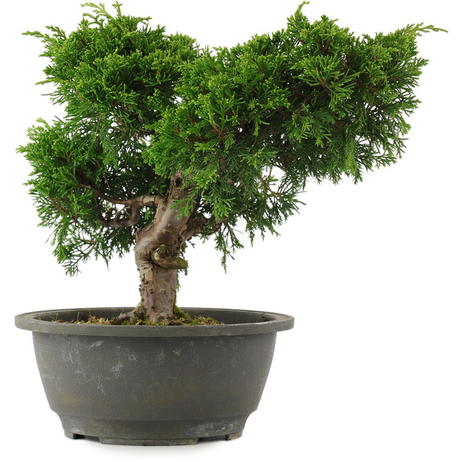Juniperus chinensis, 22 cm, ± 15 ans