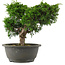 Juniperus chinensis, 22 cm, ± 15 jaar oud