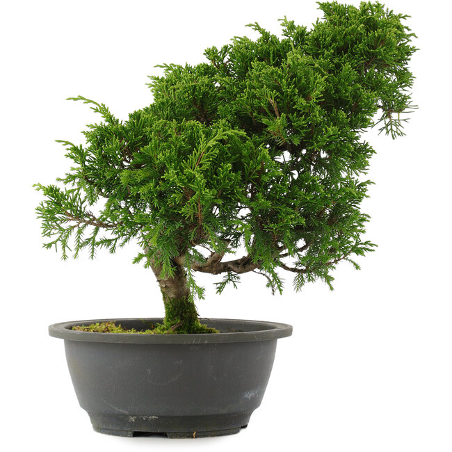 Juniperus chinensis, 30 cm, ± 15 years old