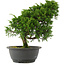 Juniperus chinensis, 30 cm, ± 15 ans