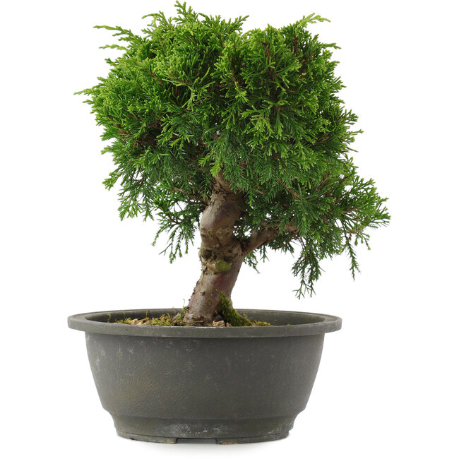 Juniperus chinensis, 22 cm, ± 15 years old