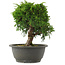 Juniperus chinensis, 22 cm, ± 15 jaar oud