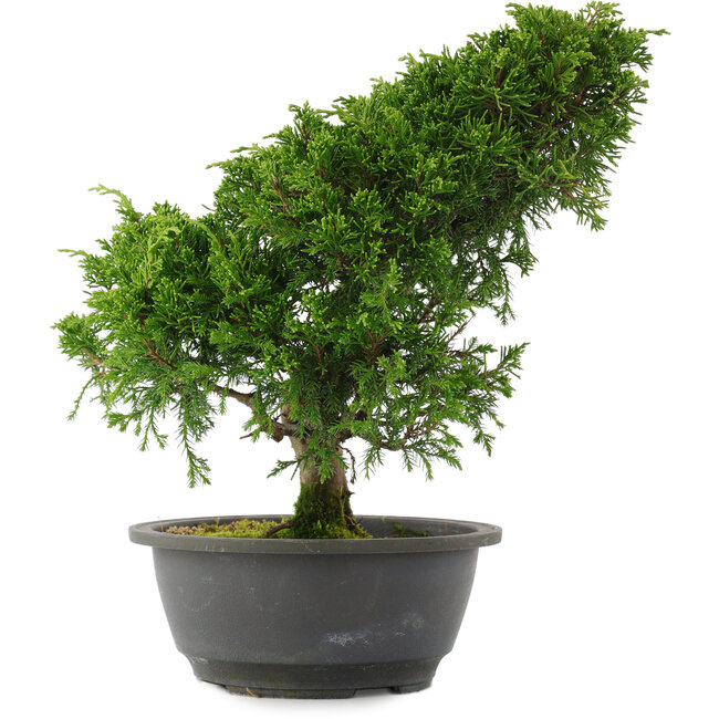 Juniperus chinensis, 30 cm, ± 15 años
