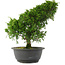 Juniperus chinensis, 30 cm, ± 15 jaar oud