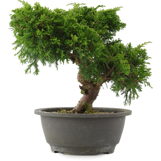 Juniperus chinensis, 22 cm, ± 15 jaar oud