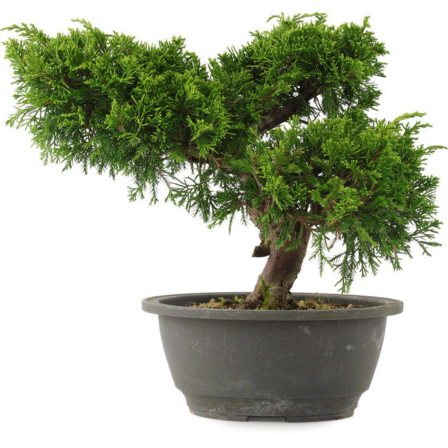 Juniperus chinensis, 22 cm, ± 15 Jahre alt