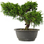 Juniperus chinensis, 22 cm, ± 15 jaar oud