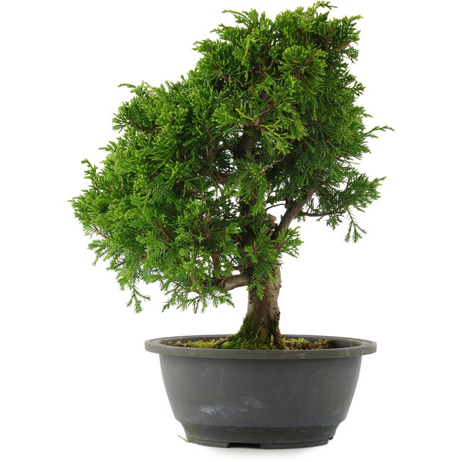 Juniperus chinensis, 30 cm, ± 15 ans