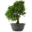 Juniperus chinensis, 30 cm, ± 15 jaar oud