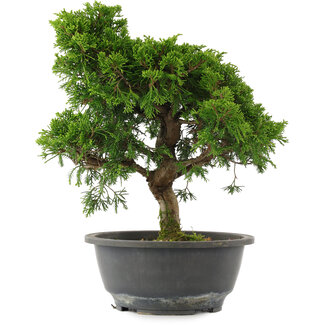 Juniperus chinensis, 29 cm, ± 15 jaar oud
