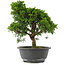 Juniperus chinensis, 29 cm, ± 15 jaar oud