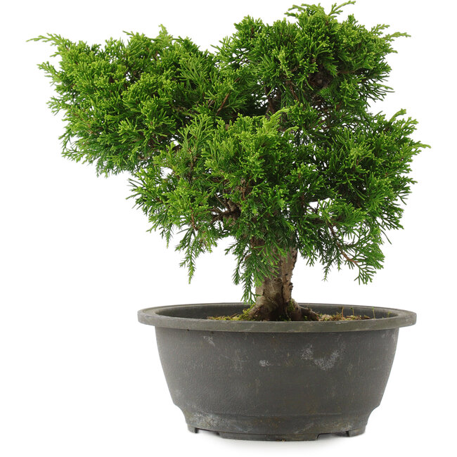 Juniperus chinensis, 22 cm, ± 15 Jahre alt