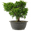 Juniperus chinensis, 22 cm, ± 15 jaar oud