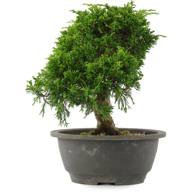 Juniperus chinensis, 22 cm, ± 15 años