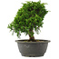 Juniperus chinensis, 22 cm, ± 15 jaar oud