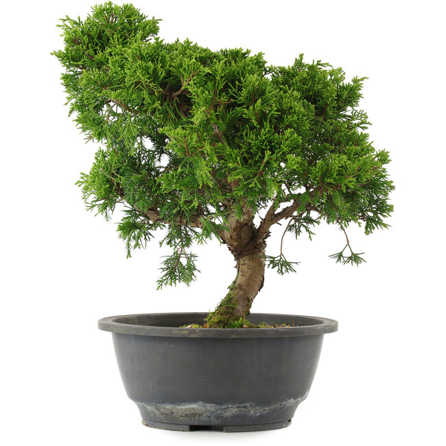 Juniperus chinensis, 29 cm, ± 15 anni