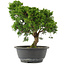 Juniperus chinensis, 29 cm, ± 15 jaar oud