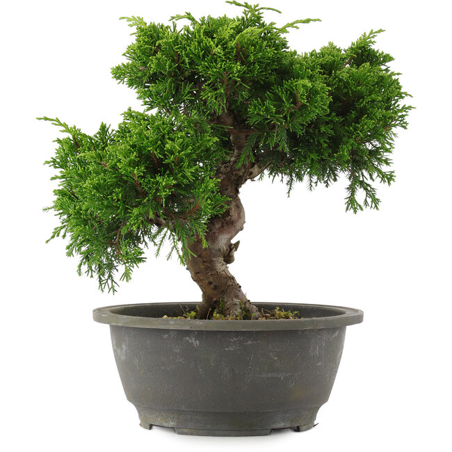 Juniperus chinensis, 22 cm, ± 15 jaar oud