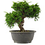 Juniperus chinensis, 22 cm, ± 15 jaar oud