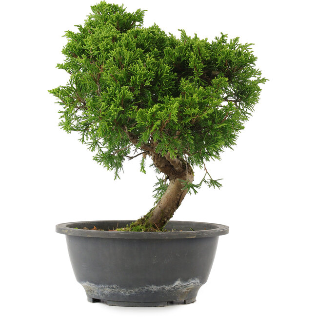 Juniperus chinensis, 29 cm, ± 15 anni