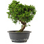 Juniperus chinensis, 29 cm, ± 15 jaar oud