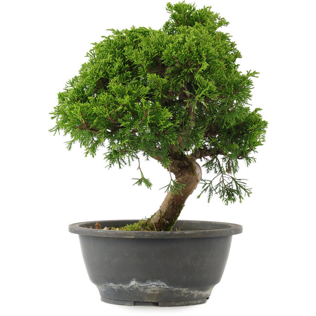 Juniperus chinensis, 29 cm, ± 15 years old