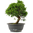 Juniperus chinensis, 29 cm, ± 15 jaar oud